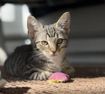 Fiona Apple -  Domestic Short Hair Cat for Adoption in Hershey, Pennsylvania - Fiona Apple | PetCurious