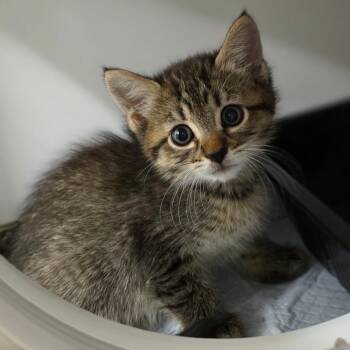 Tiger -  Domestic Short Hair Cat for Adoption in Phoenix, Arizona - Tiger | PetCurious