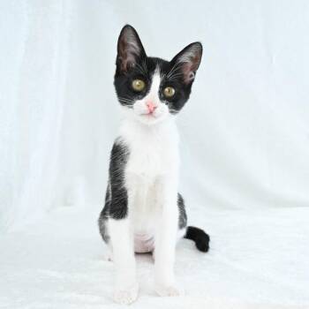 Shirley -  Domestic Short Hair Cat for Adoption in Mobile, Alabama - Shirley | PetCurious
