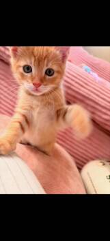 Zuko B -  Domestic Short Hair Cat for Adoption in Vancouver, Washington - Zuko B | PetCurious