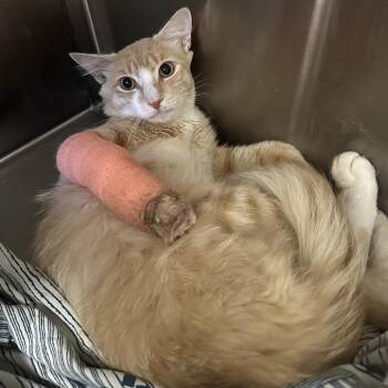 Dax -  Domestic Short Hair Cat for Adoption in Austin, Texas - Dax | PetCurious