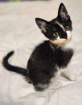 Rescue Domestic Short Hair Cats for Adoption in Reston, Virginia - Mindy | PetCurious