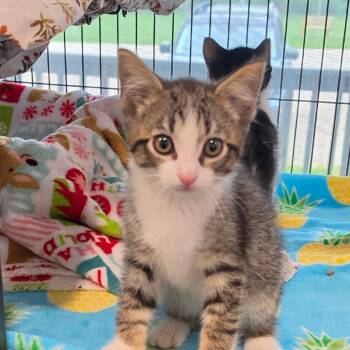 Domestic Short Hair Cats Available for Adoption in Muncie, Indiana - Baby Patchwork | PetCurious