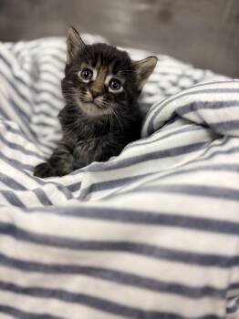 Domestic Medium Hair and Tabby Cats Available for Adoption in Jurupa Valley, California - Wisteria  | PetCurious