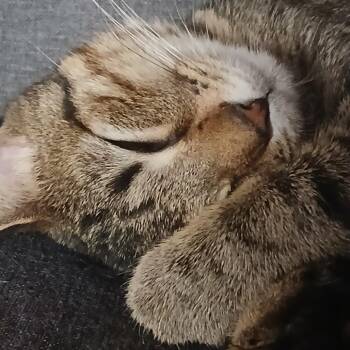 American Shorthair Cats Available for Adoption in South Elgin, Illinois - Boo - Home To Home | PetCurious
