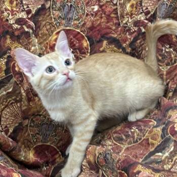 Artie -  Domestic Short Hair Cat for Adoption in Kerrville, Texas - Artie | PetCurious