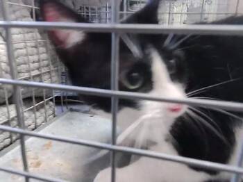 Domestic Short Hair Cats Available for Adoption in Tulsa, Oklahoma - DATA | PetCurious