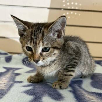 Rainier -  Domestic Short Hair Cat Available for Adoption in Candler, North Carolina - Rainier | PetCurious