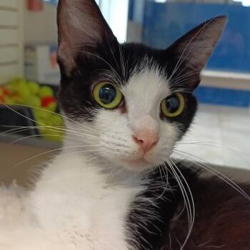 Bingo -  Domestic Short Hair Cat for Adoption in Galveston, Texas - Bingo | PetCurious