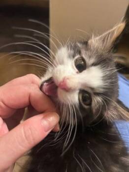 Alfalfa -  Maine Coon and Domestic Medium Hair Cat for Adoption in Phoenix, Arizona - Alfalfa | PetCurious