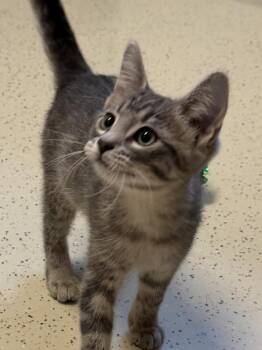 Kirk -  Domestic Short Hair Cat for Adoption in Amery, Wisconsin - Kirk | PetCurious