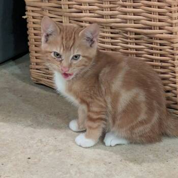 Rescue Domestic Short Hair Cats for Adoption in Wichita, Kansas - Skip | PetCurious