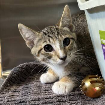 Laramire -  Domestic Short Hair Cat for Adoption - Laramire | PetCurious