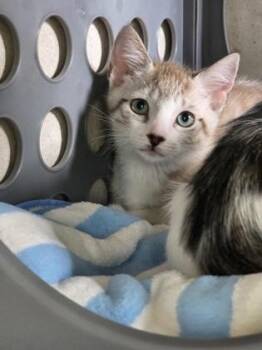 Snow -  Domestic Short Hair Cat for Adoption in Honolulu, Hawaii - Snow | PetCurious