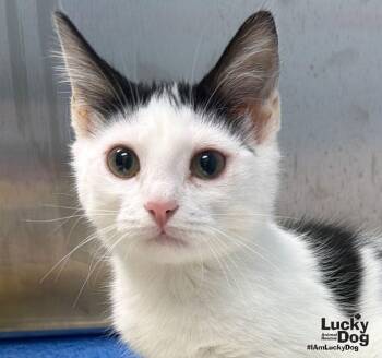 Marvin -  Domestic Short Hair Cat for Adoption in Washington, District Of Columbia - Marvin | PetCurious