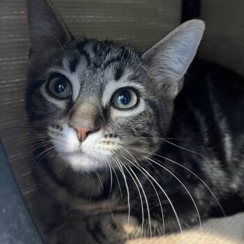 Domestic Short Hair Cats Available for Adoption - Wasabi | PetCurious