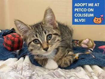 NEIL -  Domestic Short Hair Cat for Adoption in Fort Wayne, Indiana - NEIL | PetCurious