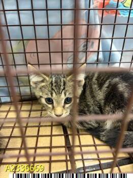HUVK -  Domestic Short Hair Cat for Adoption in West Palm Beach, Florida - HUVK | PetCurious
