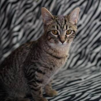 Domestic Short Hair Cats Available for Adoption in Wheaton, Illinois - Rosita | PetCurious