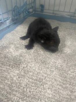 Owen -  Domestic Short Hair Cat for Adoption in Gainesville, Florida - Owen | PetCurious