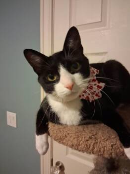 Figaro -  Domestic Short Hair Cat for Adoption in Wading River, New York - Figaro | PetCurious