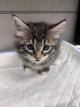 KEN -  Domestic Short Hair Cat for Adoption in Las Vegas, Nevada - KEN | PetCurious