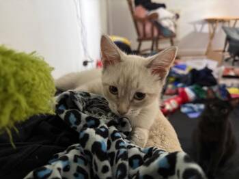 Wanda -  Siamese and Domestic Short Hair Cat for Adoption in San Antonio, Texas - Wanda | PetCurious