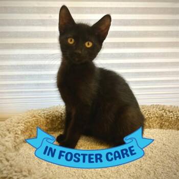 LYLA -  Domestic Short Hair Cat for Adoption in Tallahassee, Florida - LYLA | PetCurious