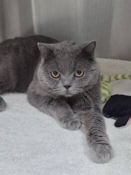 British Shorthair Cats Available for Adoption in Vaughan, Ontario - SHADOW | PetCurious