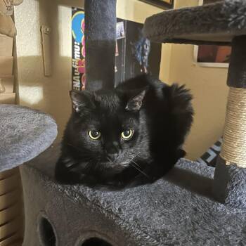 Domestic Short Hair Cats Available for Adoption - Xeno | PetCurious