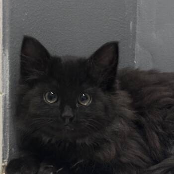 Domestic Short Hair Cats Available for Adoption in Chicago, Illinois - Whitney | PetCurious