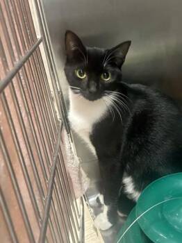 Mary-Anna -  Domestic Short Hair Cat for Adoption in Georgetown, South Carolina - Mary-Anna | PetCurious