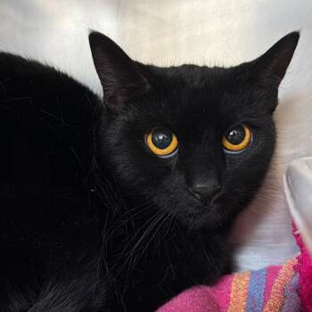 Domestic Short Hair Cats Available for Adoption in Walden, New York - Gremlin | PetCurious
