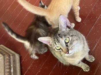 Honey -  Domestic Short Hair Cat for Adoption in Hickory, North Carolina - Honey | PetCurious