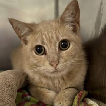 Domestic Short Hair Cats Available for Adoption in Maple Shade, New Jersey - Bridget | PetCurious