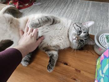 Domestic Short Hair Cats Available for Adoption - Sydney | PetCurious