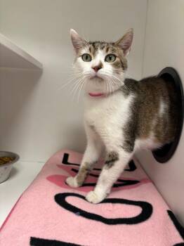 Karma -  Domestic Short Hair Cat for Adoption in Frankfort, Kentucky - Karma | PetCurious