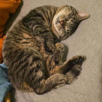 Rescue American Bobtail and Manx Cats for Adoption in Liberty, North Carolina - Roscoe - NC | PetCurious