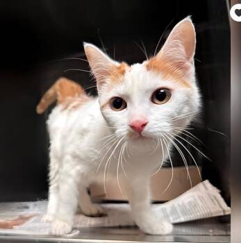 Domestic Short Hair Cats Available for Adoption in Pasadena, California - ABBY | PetCurious