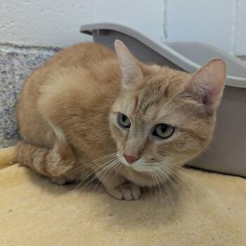 Cricket -  Domestic Short Hair Cat for Adoption in Stafford, Virginia - Cricket | PetCurious
