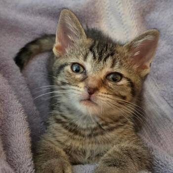 Juneberry -  Domestic Short Hair Cat for Adoption in South Elgin, Illinois - Juneberry | PetCurious
