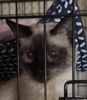 Siamese Cats Available for Adoption - 5262932 | PetCurious