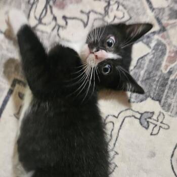 Han -  Domestic Short Hair Cat for Adoption in Huntsville, Alabama - Han | PetCurious