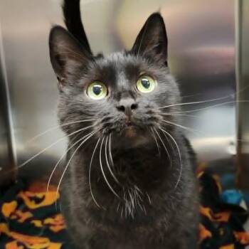 Domestic Short Hair Cats Available for Adoption in Columbia, Missouri - Booka | PetCurious