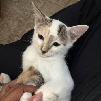 Rose -  Domestic Short Hair Cat for Adoption in Temecula, California - Rose | PetCurious