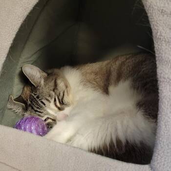 Boydie -  Domestic Short Hair Cat for Adoption in Tempe, Arizona - Boydie | PetCurious