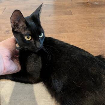 Charlotte Pudding -  Domestic Short Hair Cat for Adoption in Austin, Texas - Charlotte Pudding | PetCurious
