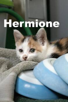 Rescue Calico Cats for Adoption in Macomb, Illinois - HermioneCal | PetCurious