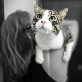 Rescue Domestic Short Hair Cats for Adoption in Montreal, Quebec - Biscuit | PetCurious