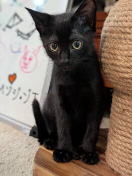 Ransom -  Domestic Short Hair Cat for Adoption in Cumming, Georgia - Ransom | PetCurious